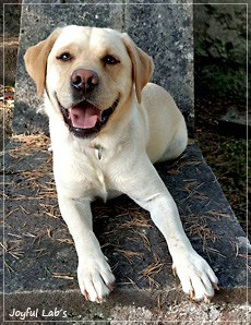 Joyful Lab's First Class Girl - Frida