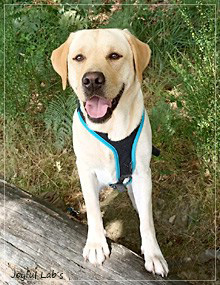 Frida - Joyful Labs First Class Girl