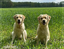 Joyful Lab's Cheeky Girl & Entire my Girl