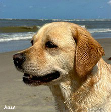 Frieda - Joyful Lab's Entire my Girl
