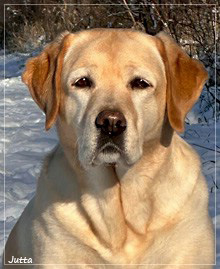 Joyful Lab's Cheeky Girl - Greta