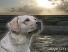 Auf das Bild klicken f�r eine gr��ere Ansicht ...