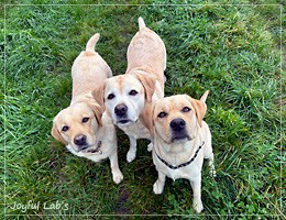 Das Joyful Lab's Trio :-)