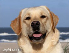 Tilda - Joyful Lab's Eye-Catching Girl