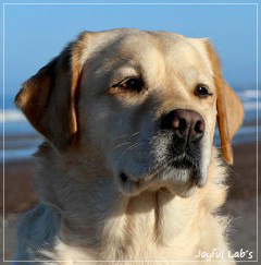 Tilda - Joyful Lab's Eye-Catching Girl