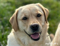 Tilda - Joyful Lab's Eye-Catching Girl