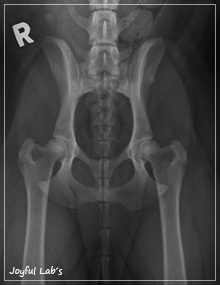 Röntgenbild Hüfte