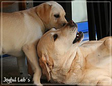 Joyful Lab's Always Happy Girl