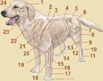 Skelett Labrador Retriever