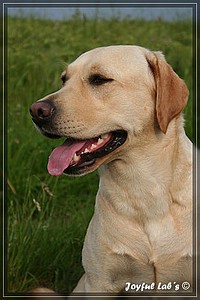 Joyful Labs Always Happy Girl "Frieda"