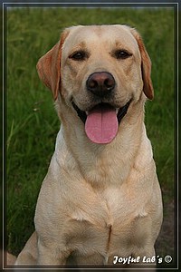 Joyful Labs Always Happy Girl "Frieda"