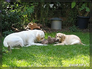 Joyful Labs Always Happy Girl "Frieda"