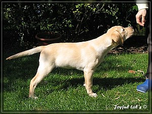 Joyful Labs Always Happy Girl "Frieda"