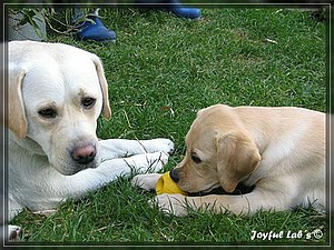 Joyful Labs Always Happy Girl "Frieda"