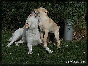 Joyful Labs Always Happy Girl "Frieda"