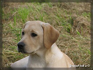 Joyful Labs Always Happy Girl "Frieda"