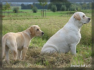 Joyful Labs Always Happy Girl "Frieda"