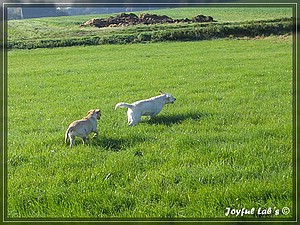 Joyful Labs Always Happy Girl "Frieda"