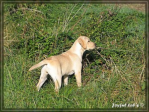 Joyful Labs Always Happy Girl "Frieda"