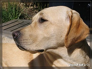 Joyful Labs Always Happy Girl "Frieda"