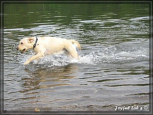 Joyful Labs Always Happy Girl "Frieda"