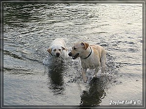 Joyful Labs Always Happy Girl "Frieda"