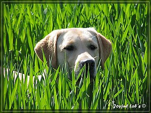 Joyful Labs Always Happy Girl "Frieda"