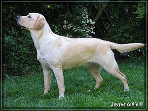 Joyful Labs Always Happy Girl "Frieda"