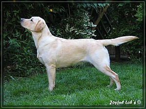 Joyful Labs Always Happy Girl "Frieda"