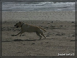 Joyful Labs Always Happy Girl "Frieda"