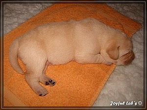 Joyful Labs Always Happy Girl "Frieda"