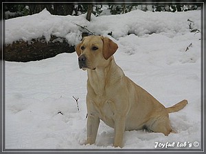 Joyful Labs Always Happy Girl "Frieda"