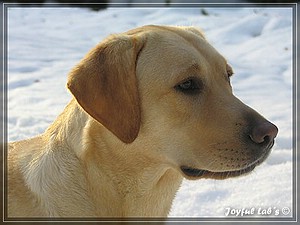 Joyful Labs Always Happy Girl "Frieda"