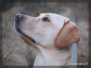 Joyful Labs Always Happy Girl "Frieda"