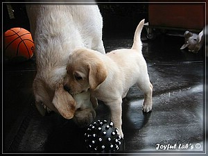 Joyful Labs Always Happy Girl "Frieda"