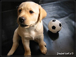 Joyful Labs Always Happy Girl "Frieda"