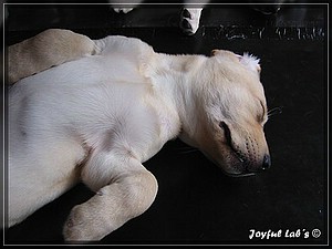 Joyful Labs Always Happy Girl "Frieda"