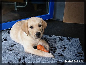 Joyful Labs Always Happy Girl "Frieda"