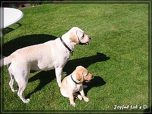 Joyful Labs Always Happy Girl "Frieda"