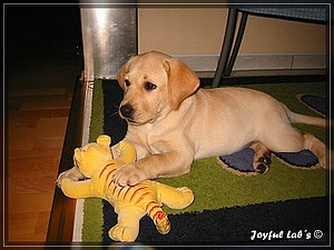 Joyful Labs Always Happy Girl "Frieda"