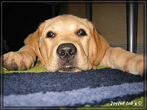 Joyful Labs Always Happy Girl "Frieda"