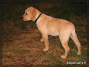 Joyful Labs Always Happy Girl "Frieda"