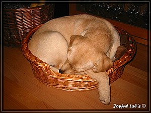 Joyful Labs Always Happy Girl "Frieda"