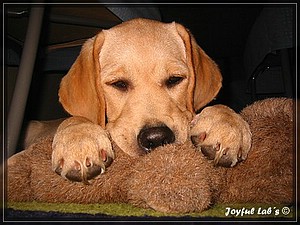 Joyful Labs Always Happy Girl "Frieda"