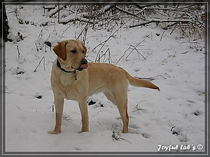 Joyful Labs Always Happy Girl "Frieda"