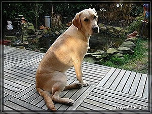 Joyful Labs Always Happy Girl "Frieda"