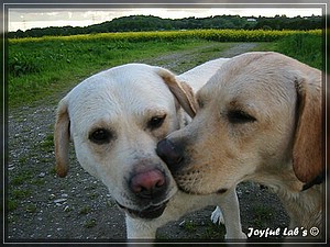 Joyful Labs Always Happy Girl "Frieda"