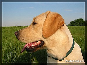 Joyful Labs Always Happy Girl "Frieda"