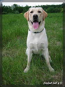 Joyful Labs Always Happy Girl "Frieda"