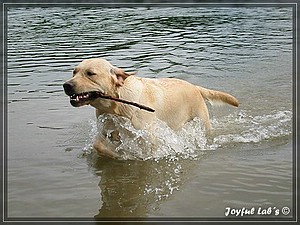 Joyful Labs Always Happy Girl "Frieda"